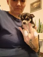 Tam, a female Chihuahua for sale in Lumberton, NC – 1 of 3