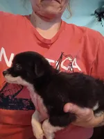 Suella, a female Chihuahua for sale in Pembroke, NC – 3 of 3