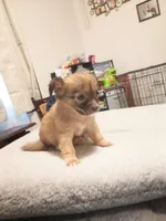 Cally (longhaired), a female Chihuahua for sale in Lumberton, NC – 2 of 3