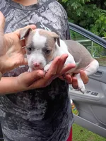 Cilia, a female American Pit Bull Terrier for sale in Pembroke, NC – 4 of 5