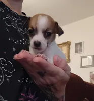 Lucy (teacup), a female Chihuahua for sale in Lumberton, NC – 2 of 3