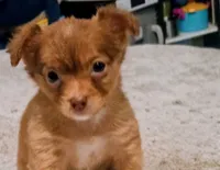 Blaze (longhaired), a male Chihuahua for sale in Lumberton, NC – 2 of 3