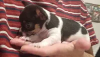 Cam (apple head), a male Chihuahua for sale in Lumberton, NC – 2 of 3