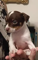 Baby, a female Chihuahua for sale in Lumberton, NC – 1 of 4