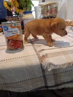 Teacup Ted, a male Chihuahua for sale in Lumberton, NC – 2 of 3