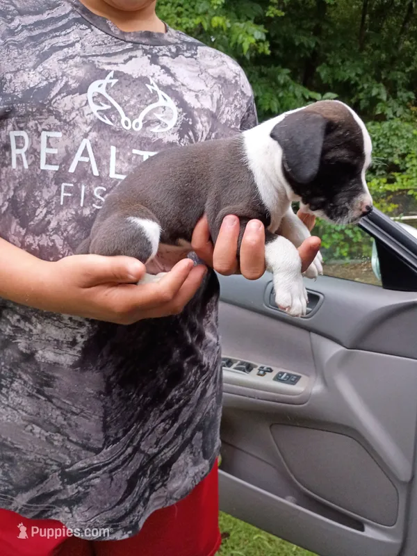 Sammy – American Pit Bull Terrier puppy for sale in Pembroke, NC
