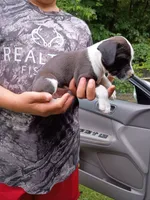 Sammy, a male American Pit Bull Terrier for sale in Pembroke, NC – 1 of 4