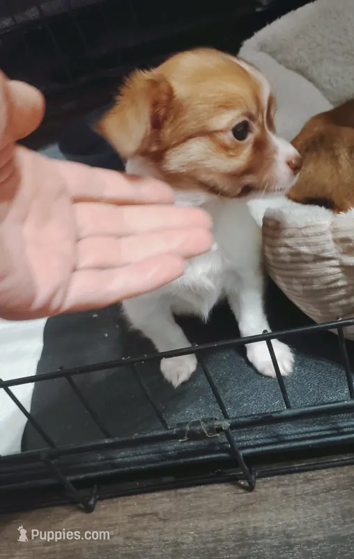 Ella (longhaired) – Chihuahua puppy on hold in Lumberton, NC