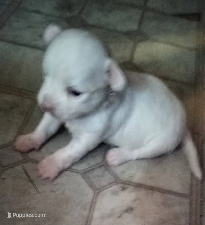 Dart (longhaired) – Chihuahua puppy for sale in Lumberton, NC