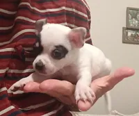 Zen (apple head), a male Chihuahua for sale in Lumberton, NC – 3 of 6