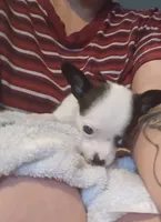 Teacup Marty, a male Chihuahua for sale in Pembroke, NC – 1 of 4