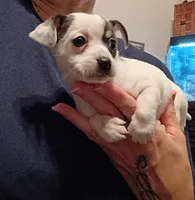 Rayna, a female Chihuahua for sale in Lumberton, NC – 2 of 5
