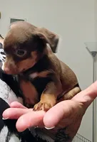 Trev, a male Chihuahua for sale in Lumberton, NC – 3 of 4