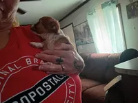 Teacup Tina, a female Chihuahua for sale in Lumberton, NC – 6 of 6