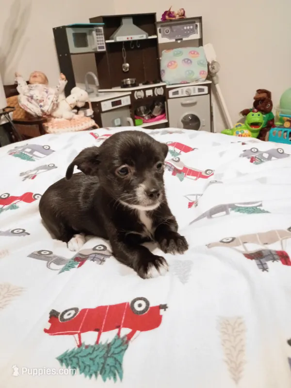 Vince – Chihuahua puppy for sale in Lumberton, NC