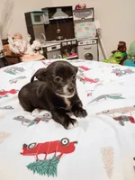 Vince, a male Chihuahua for sale in Lumberton, NC – 1 of 5