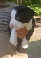 Moe, a male American Bully for sale in Pembroke, NC – 2 of 4