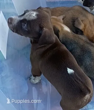 Sis (chiweenie) – Chihuahua, Miniature Dachshund puppy for sale in Lumberton, NC