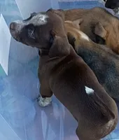 Sis (chiweenie), a female Chihuahua and Miniature Dachshund for sale in Lumberton, NC – 1 of 3