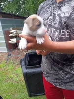 Cilia, a female American Pit Bull Terrier for sale in Pembroke, NC – 5 of 5