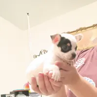 Zen (apple head), a male Chihuahua for sale in Lumberton, NC – 6 of 6