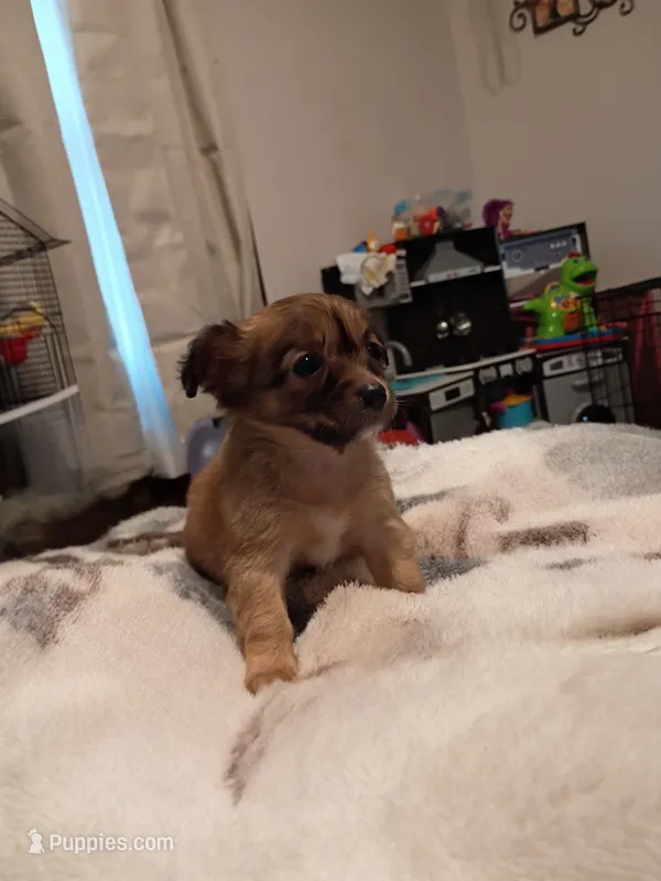 Cally (longhaired) – Chihuahua puppy for sale in Lumberton, NC