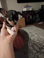 Teacup Tres (teacup), a male Chihuahua for sale in Pembroke, NC – 4 of 4