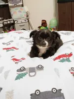 Benz (longhaired), a male Chihuahua for sale in Lumberton, NC – 5 of 6