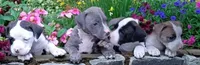Carla, a female American Bully for sale in Pembroke, NC – 2 of 6