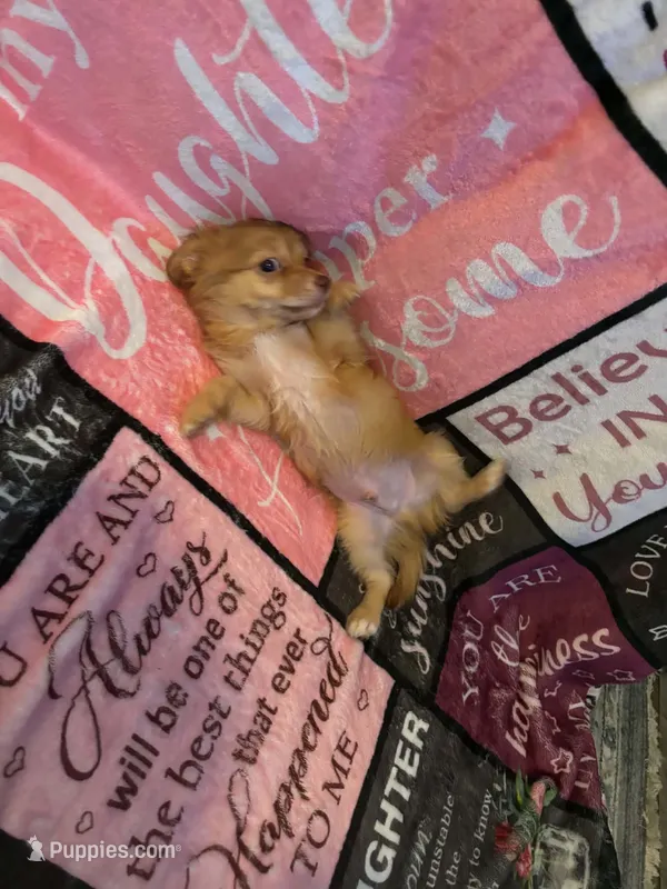 Carson (longhaired) – Chihuahua puppy for sale in Lumberton, NC