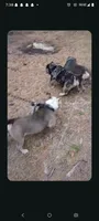Lila, a female American Bully for sale in Lumberton, NC – 5 of 5