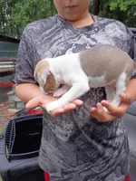 Cilia, a female American Pit Bull Terrier for sale in Pembroke, NC – 3 of 5