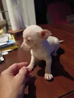Trevor, a male Chihuahua for sale in Pembroke, NC – 2 of 3