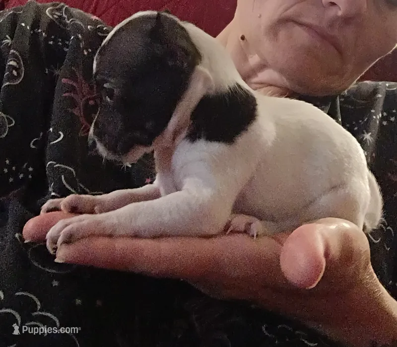 Kammie (teacup) – Chihuahua puppy for sale in Lumberton, NC