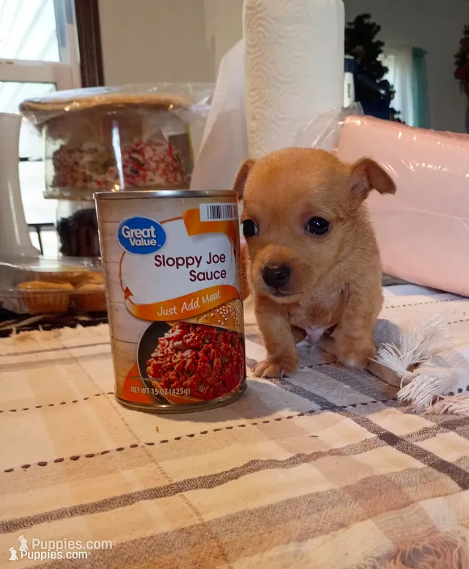 Teacup Ted – Chihuahua puppy for sale in Lumberton, NC