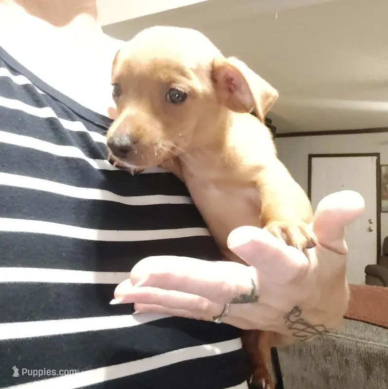 Shane – Chihuahua, Miniature Dachshund puppy for sale in Lumberton, NC
