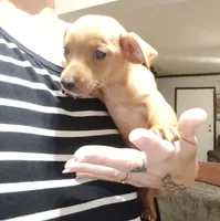 Shane, a male Chihuahua and Miniature Dachshund for sale in Lumberton, NC – 1 of 5