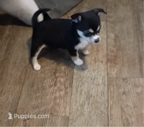 Carson (Teacup) – Chihuahua puppy for sale in Lumberton, NC
