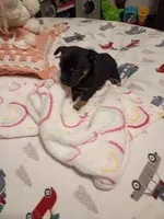 Kent, a male Chihuahua for sale in Lumberton, NC – 4 of 5