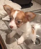 Clara, a female Chihuahua for sale in Lumberton, NC – 1 of 5