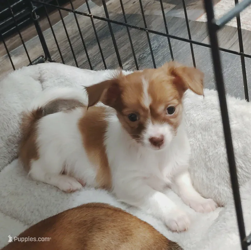 Ella (longhaired) – Chihuahua puppy for sale in Lumberton, NC