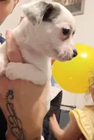 Rayna, a female Chihuahua for sale in Lumberton, NC – 4 of 5
