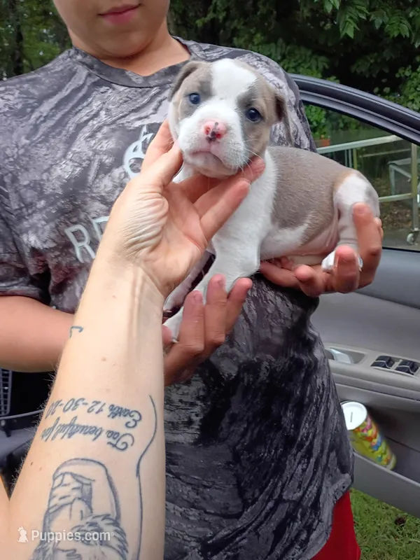 Cilia – American Pit Bull Terrier puppy for sale in Pembroke, NC