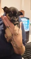 Pete, a male Chihuahua for sale in Lumberton, NC – 2 of 4