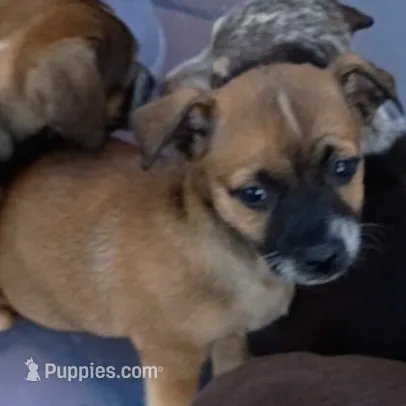 Case (chiweenie) – Chihuahua, Miniature Dachshund puppy for sale in Lumberton, NC