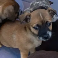 Case (chiweenie), a female Chihuahua and Miniature Dachshund for sale in Lumberton, NC – 1 of 2