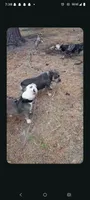 Lila, a female American Bully for sale in Lumberton, NC – 4 of 5