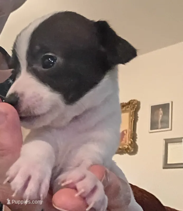 Kara (teacup) – Chihuahua puppy for sale in Lumberton, NC