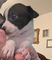 Kara (teacup), a female Chihuahua for sale in Lumberton, NC – 1 of 3