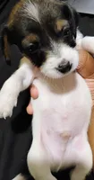 Timmy, a male Chihuahua and Shih Tzu for sale in Lumberton, NC – 2 of 2